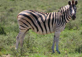 zebra